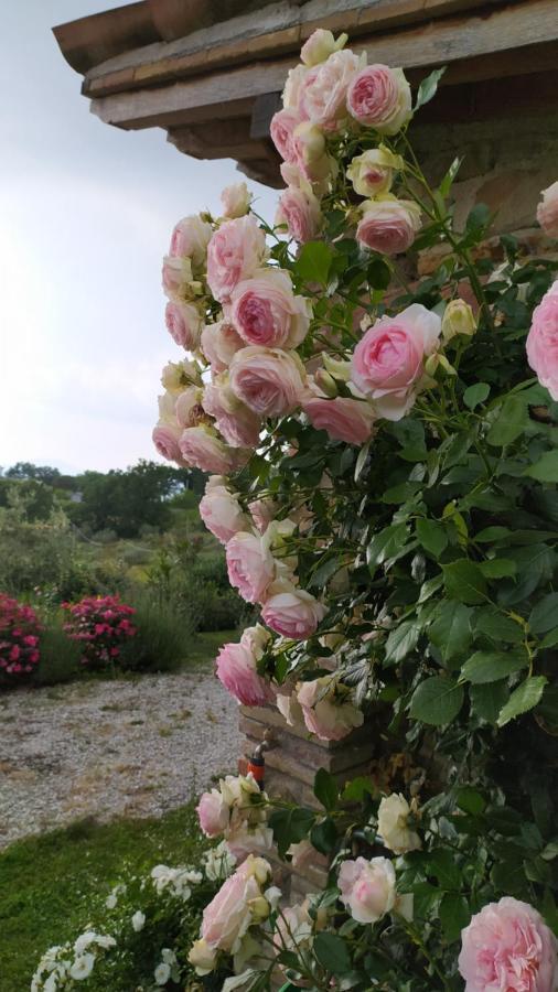Il Casale Di Fiore Cannara Eksteriør billede